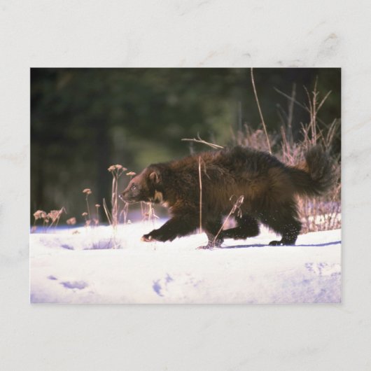 Carte Postale Wolverine courant à travers la neige (Devant)