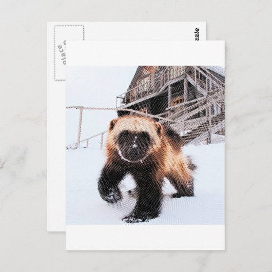 Carte Postale Wolverine gravée (Devant / Derrière)