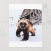 Carte Postale Wolverine gravée (Devant)