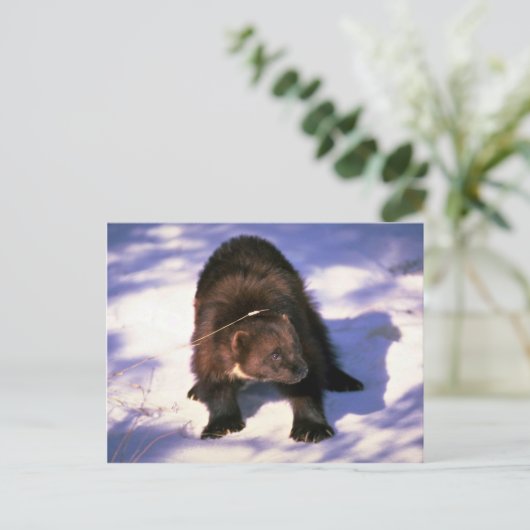 Carte Postale Wolverine sur neige (Debout devant)