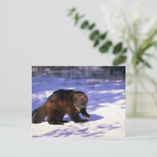 Carte Postale Wolverine sur neige (Debout devant)