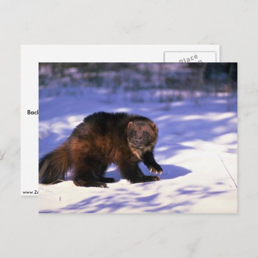 Carte Postale Wolverine sur neige (Devant / Derrière)