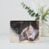 Carte Postale Wombat (Debout devant)