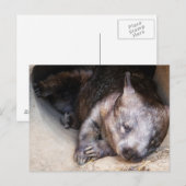 Carte Postale Wombat (Devant / Derrière)