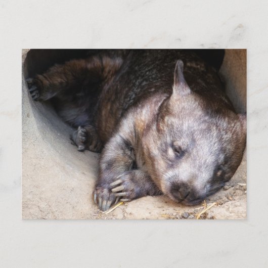 Carte Postale Wombat (Devant)