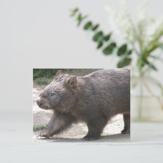 Carte Postale Wombat (Debout devant)