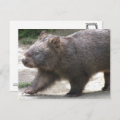 Carte Postale Wombat (Devant / Derrière)