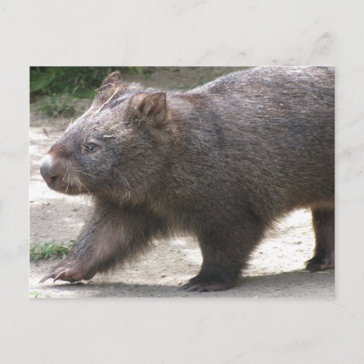 Carte Postale Wombat (Devant)