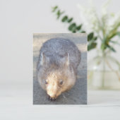 Carte postale Wombat (Debout devant)