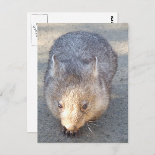 Carte postale Wombat (Devant / Derrière)