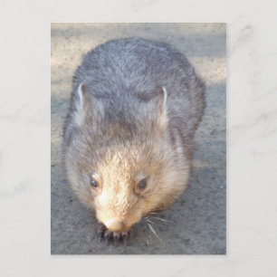 Carte postale Wombat