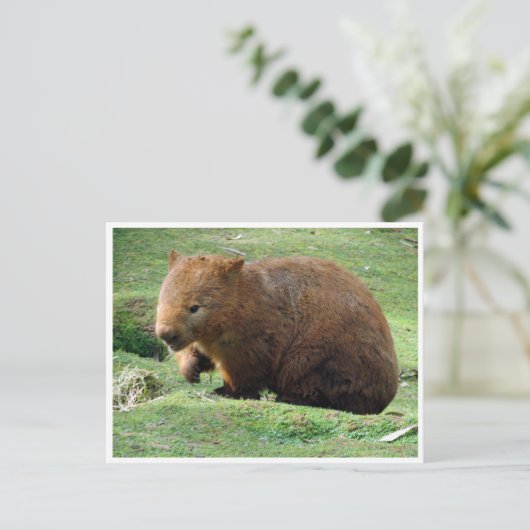 Carte Postale wombat (Debout devant)
