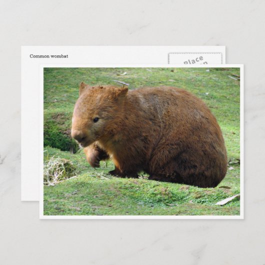 Carte Postale wombat (Devant / Derrière)