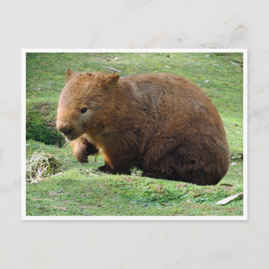 Carte Postale wombat (Devant)
