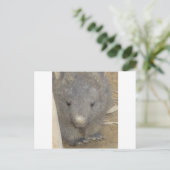 Carte Postale Wombat (Debout devant)