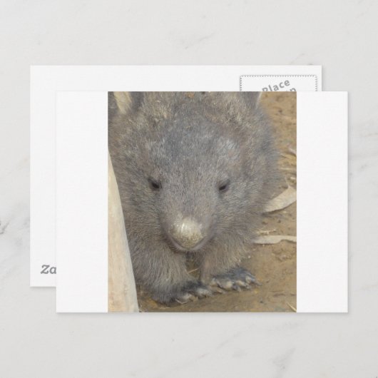 Carte Postale Wombat (Devant / Derrière)