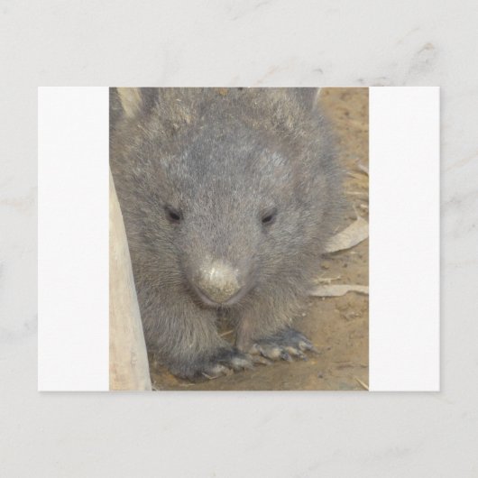 Carte Postale Wombat (Devant)