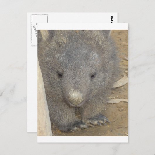 Carte Postale Wombat (Devant / Derrière)