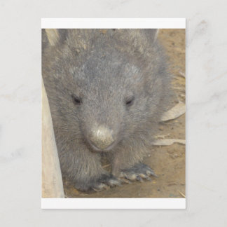 Carte Postale Wombat