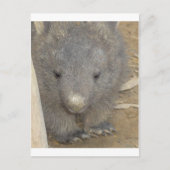 Carte Postale Wombat (Devant)