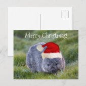 Carte Postale Wombat Australie Red Santa Hat Joyeux Noël (Devant / Derrière)