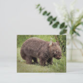 Carte Postale Wombat australien (Debout devant)
