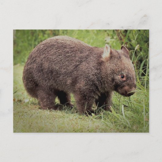 Carte Postale Wombat australien (Devant)
