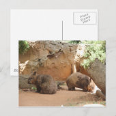 Carte Postale Wombat Heaven (Devant / Derrière)