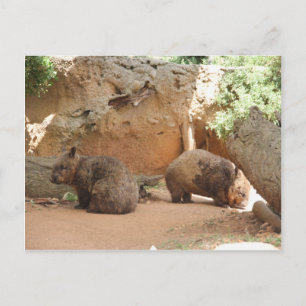 Carte Postale Wombat Heaven