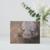 Carte Postale Wombat Kiss (Debout devant)