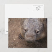 Carte Postale Wombat Kiss (Devant / Derrière)