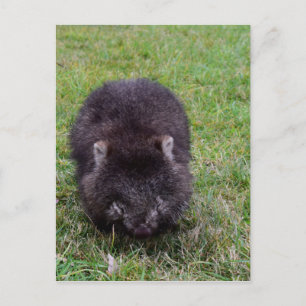 CARTE POSTALE WOMBAT TASMANIA AUSTRALIE