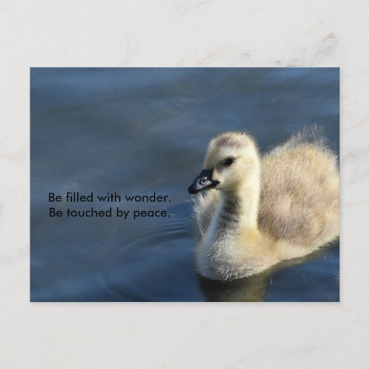 Carte Postale Wonder and Peace (Devant)