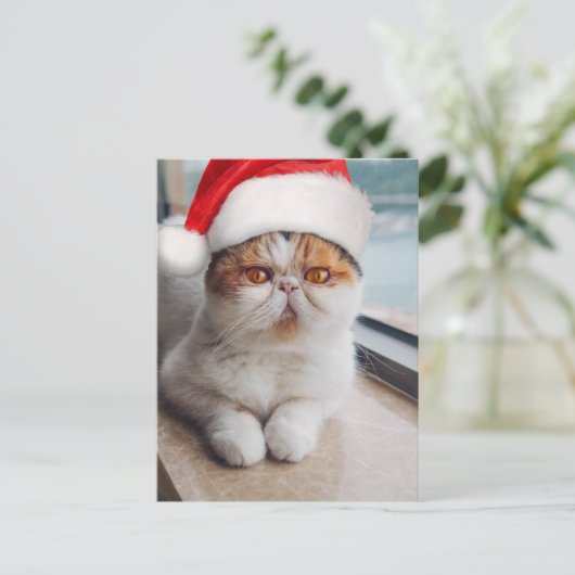 Carte Postale Wonderful persian cat with Santa Claus (Debout devant)