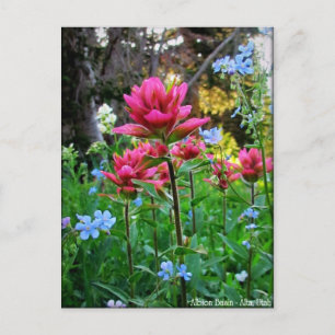 Carte Postale Wondrous Fleurs sauvages (5)