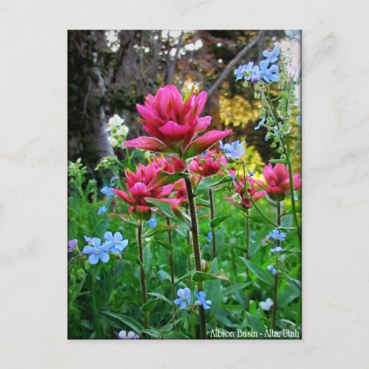 Carte Postale Wondrous Fleurs sauvages (5) (Devant)