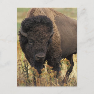 Carte postale Wood Bison