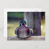 Carte postale Wood Duck (Devant / Derrière)
