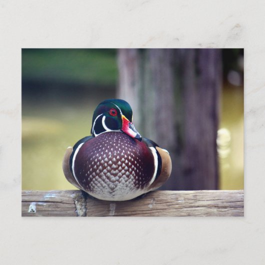 Carte postale Wood Duck (Devant)