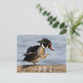Carte Postale Wood Duck (Debout devant)