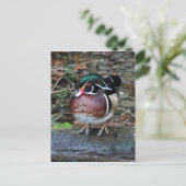 Carte postale Wood Duck (Debout devant)