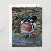 Carte postale Wood Duck (Devant / Derrière)