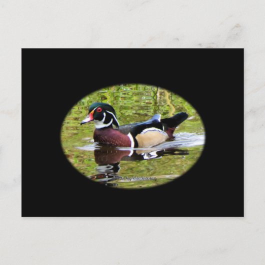 Carte postale Wood Duck (Devant)