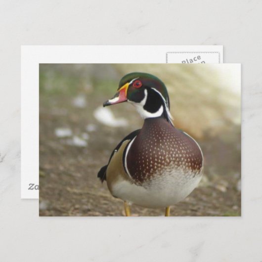 Carte postale Wood Duck (Devant / Derrière)