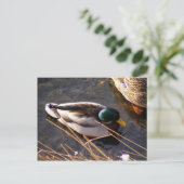Carte postale Wood Duck (Debout devant)