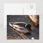 Carte postale Wood Duck (Devant / Derrière)