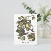 Carte Postale Wood Duck, John Audubon (Debout devant)