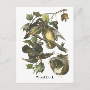 Carte Postale Wood Duck, John Audubon