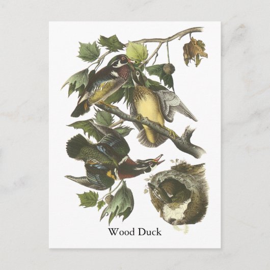 Carte Postale Wood Duck, John Audubon (Devant)