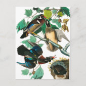 Carte Postale Wood Duck par John James Audubon (Devant)